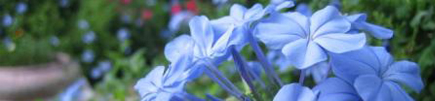 Four Seasons Florist, Newtown Wellington New Zealand