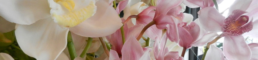 Four Seasons Florist, Newtown Wellington New Zealand